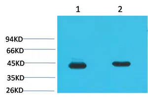 HAO1 Mouse Monoclonal Antibody - Size: 100µl