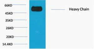 Rabbit IgG (Fc specific, Heavy Chain) Mouse Monoclonal Antibody - Size: 