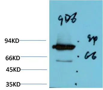 Luciferase Mouse(9D6) Mouse Monoclonal Antibody - Size: 50µl