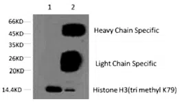 Histone H3 (Tri-Methyl-Lys79) Mouse Monoclonal Antibody - Size: 100µl