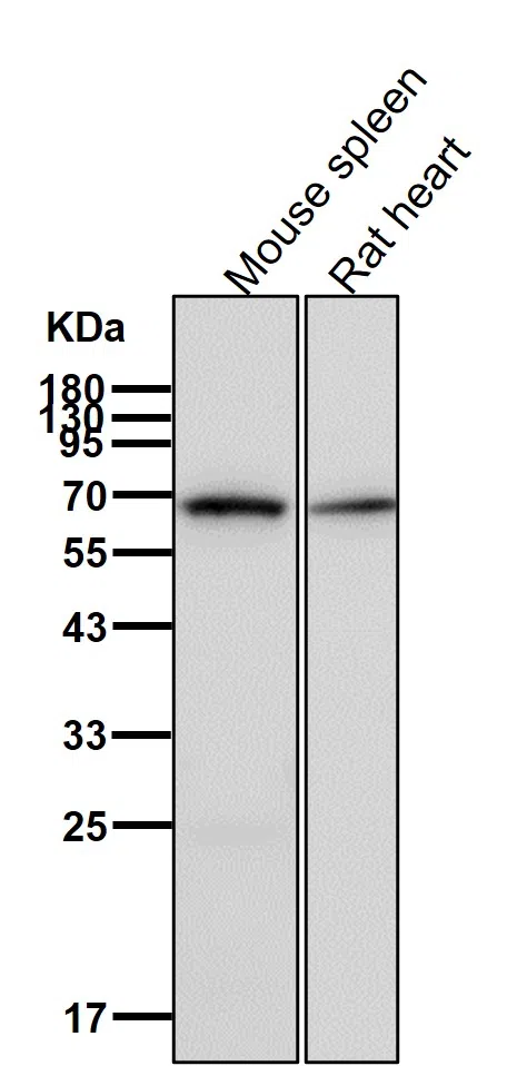 TGFBI Rabbit Monoclonal Antibody - Size: 50µl
