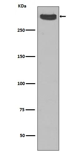 Cubilin Rabbit Monoclonal Antibody - Size: 50µl
