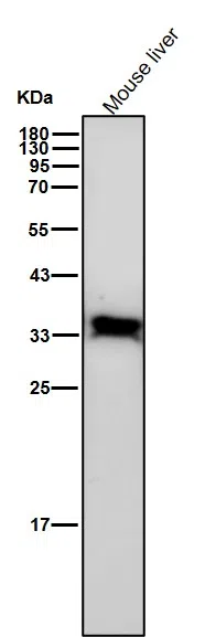 Phospho-PP2A alpha(Y307) Rabbit Monoclonal Antibody - Size: 100µl