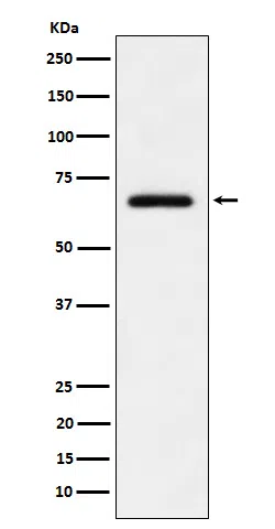 USP39 Rabbit Monoclonal Antibody - Size: 100µl