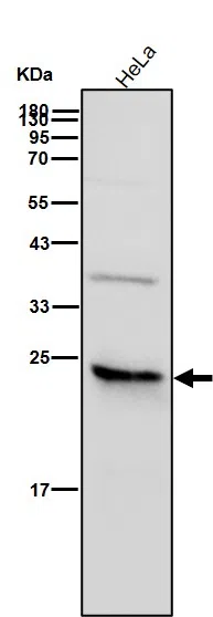 MRRF Rabbit Monoclonal Antibody