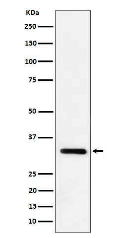 IL-33 Rabbit Monoclonal Antibody - Size: 100µl