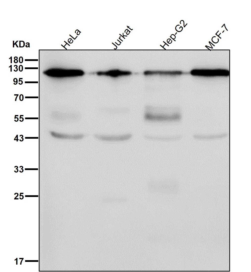 KAP1 Rabbit Monoclonal Antibody
