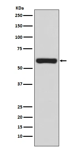 TRAF6 Rabbit Monoclonal Antibody - Size: 50µl