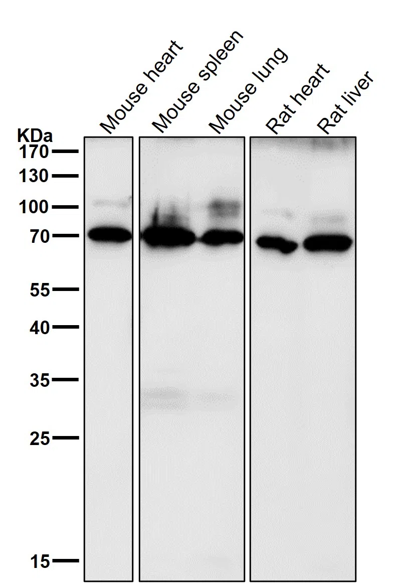 CD86 Rabbit Monoclonal Antibody