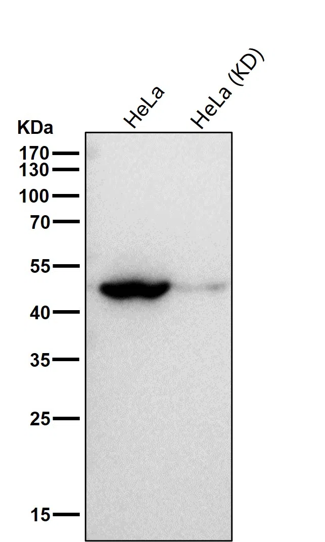 Flotillin1 Rabbit Monoclonal Antibody - Size: 50µl