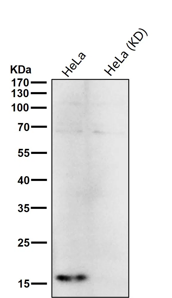 TCEB2 Rabbit Monoclonal Antibody - Size: 50µl