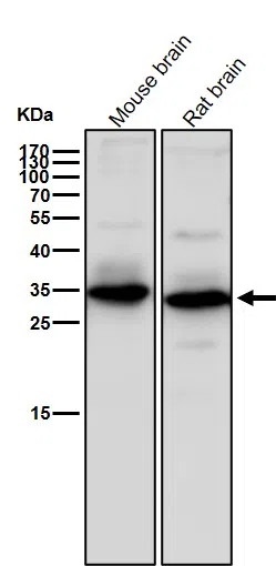 WNT2 Rabbit Monoclonal Antibody