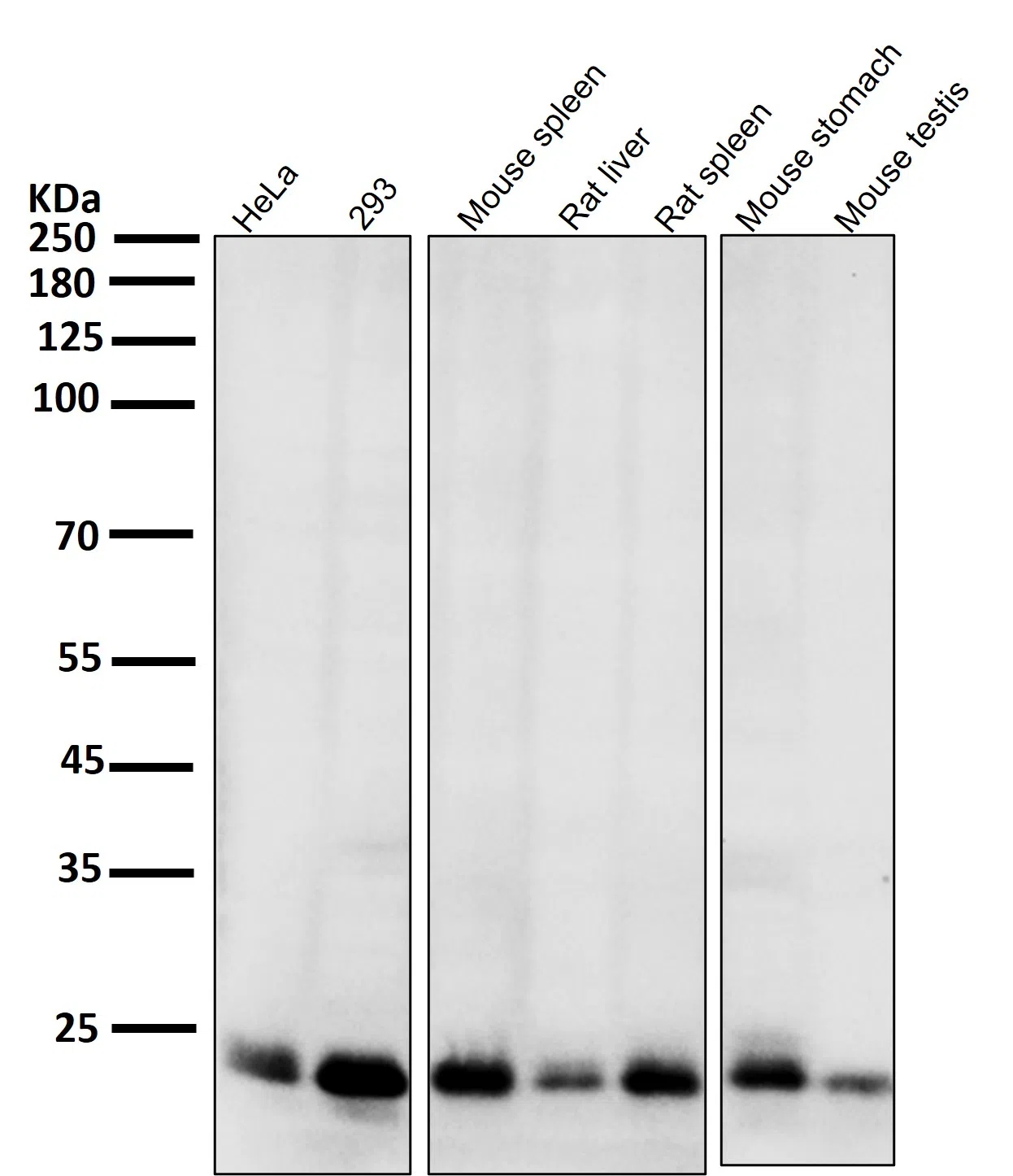 Bim Rabbit Monoclonal Antibody - Size: 100µl