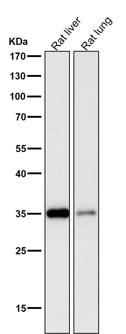 Lactate Dehydrogenase Rabbit Monoclonal Antibody - Size: 100µl