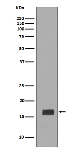 alpha/beta Synuclein Rabbit Monoclonal Antibody - Size: 50µl