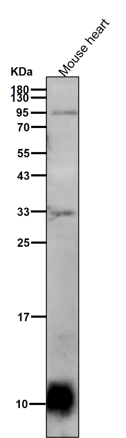 NDUFAB1 Rabbit Monoclonal Antibody - Size: 50µl