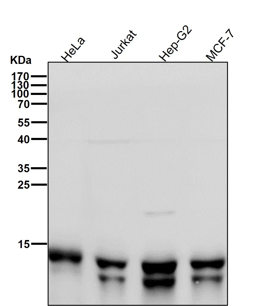 RNF7 Rabbit Monoclonal Antibody - Size: 100µl