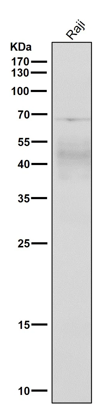 CXCR4 Rabbit Monoclonal Antibody - Size: 100µl