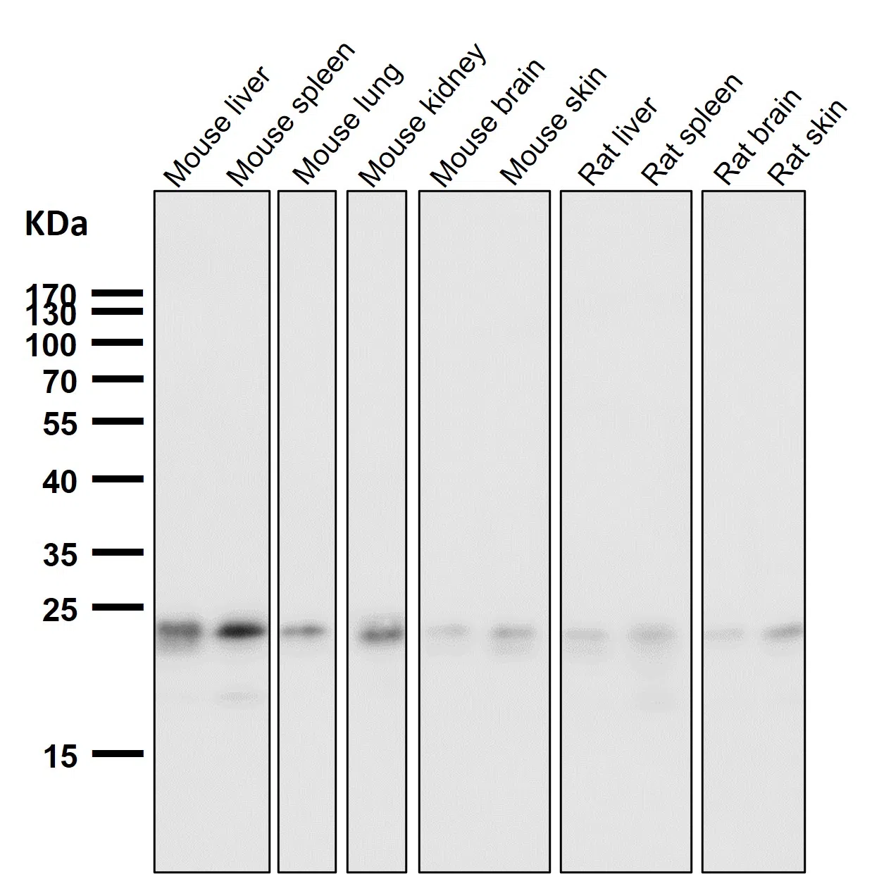 HN1 Rabbit Monoclonal Antibody - Size: 100µl