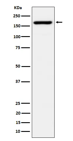 eIF3A Rabbit Monoclonal Antibody