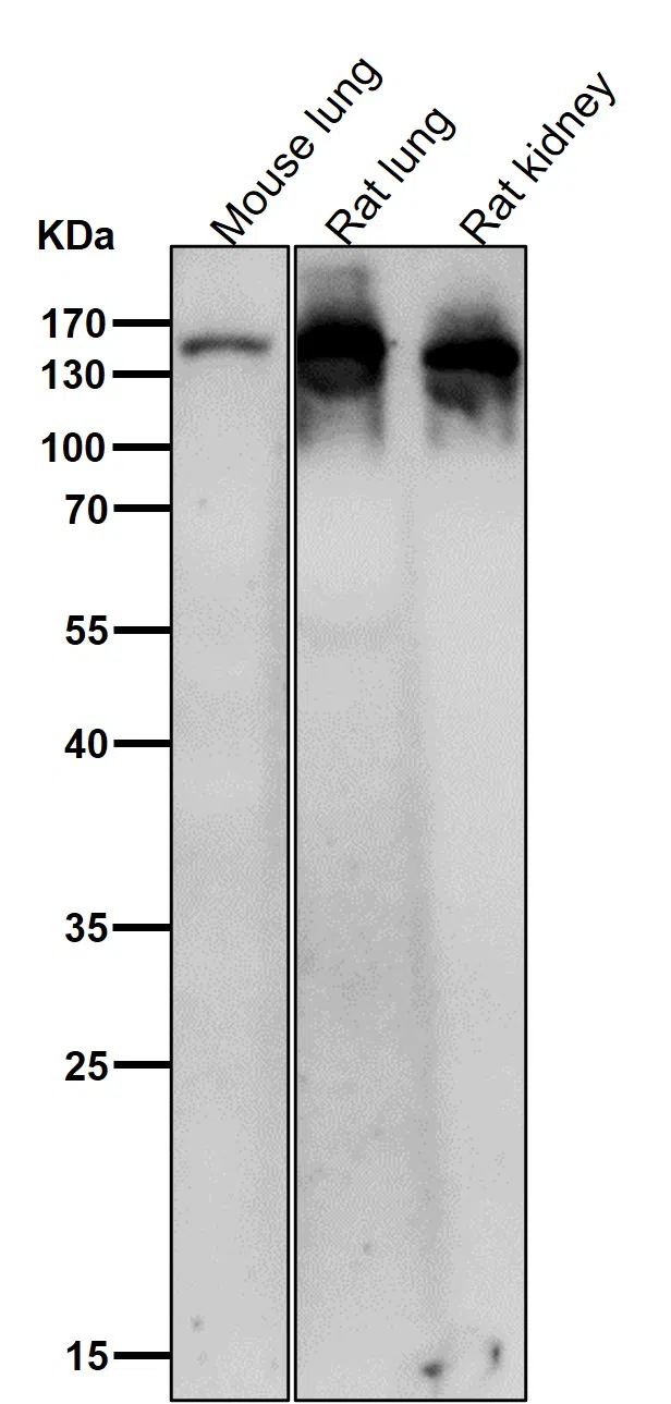 Ceruloplasmin Rabbit Monoclonal Antibody - Size: 50µl