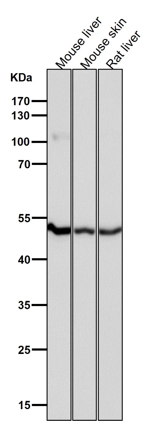 Tbp7 Rabbit Monoclonal Antibody