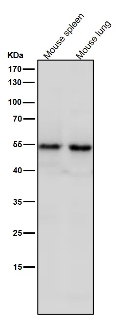 SEC62 Rabbit Monoclonal Antibody
