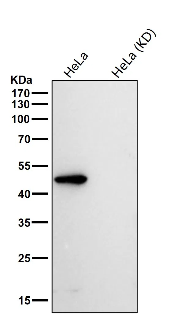 LAP3 Rabbit Monoclonal Antibody