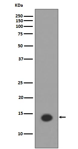 Acetyl-Histone H2A(Lys9) Rabbit Monoclonal Antibody - Size: 100µl