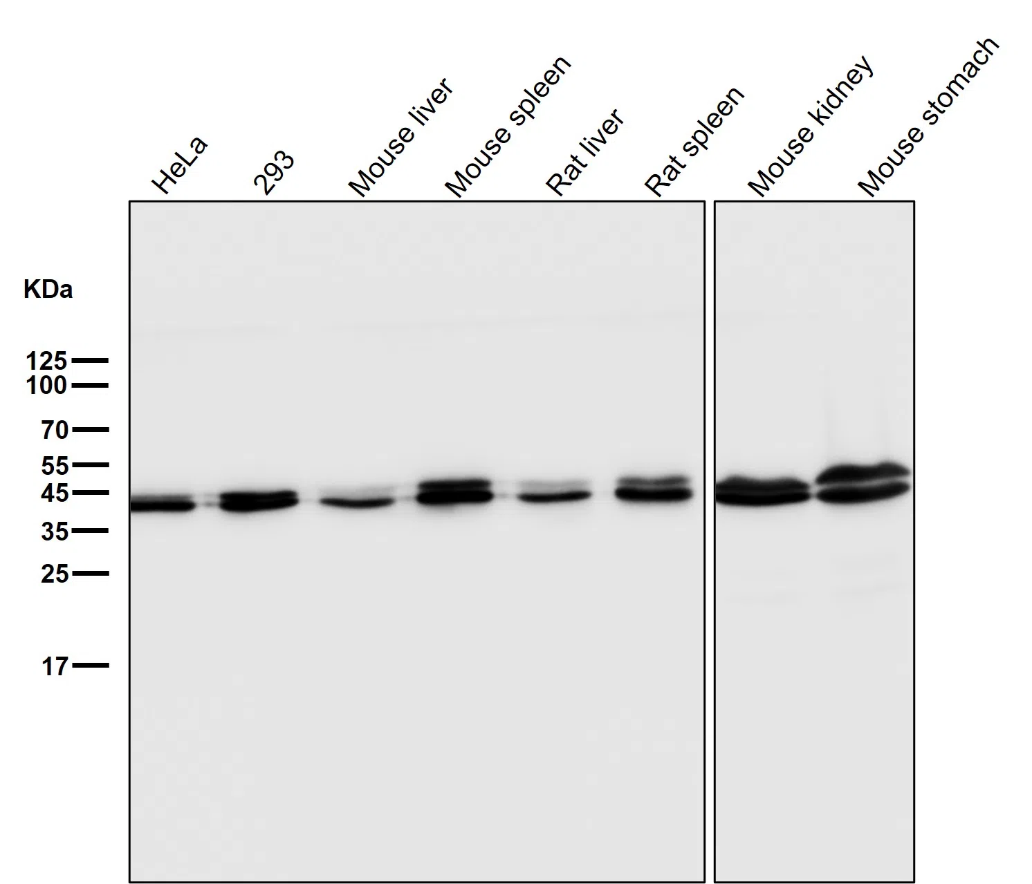 ERK1/2 Rabbit Monoclonal Antibody - Size: 50µl