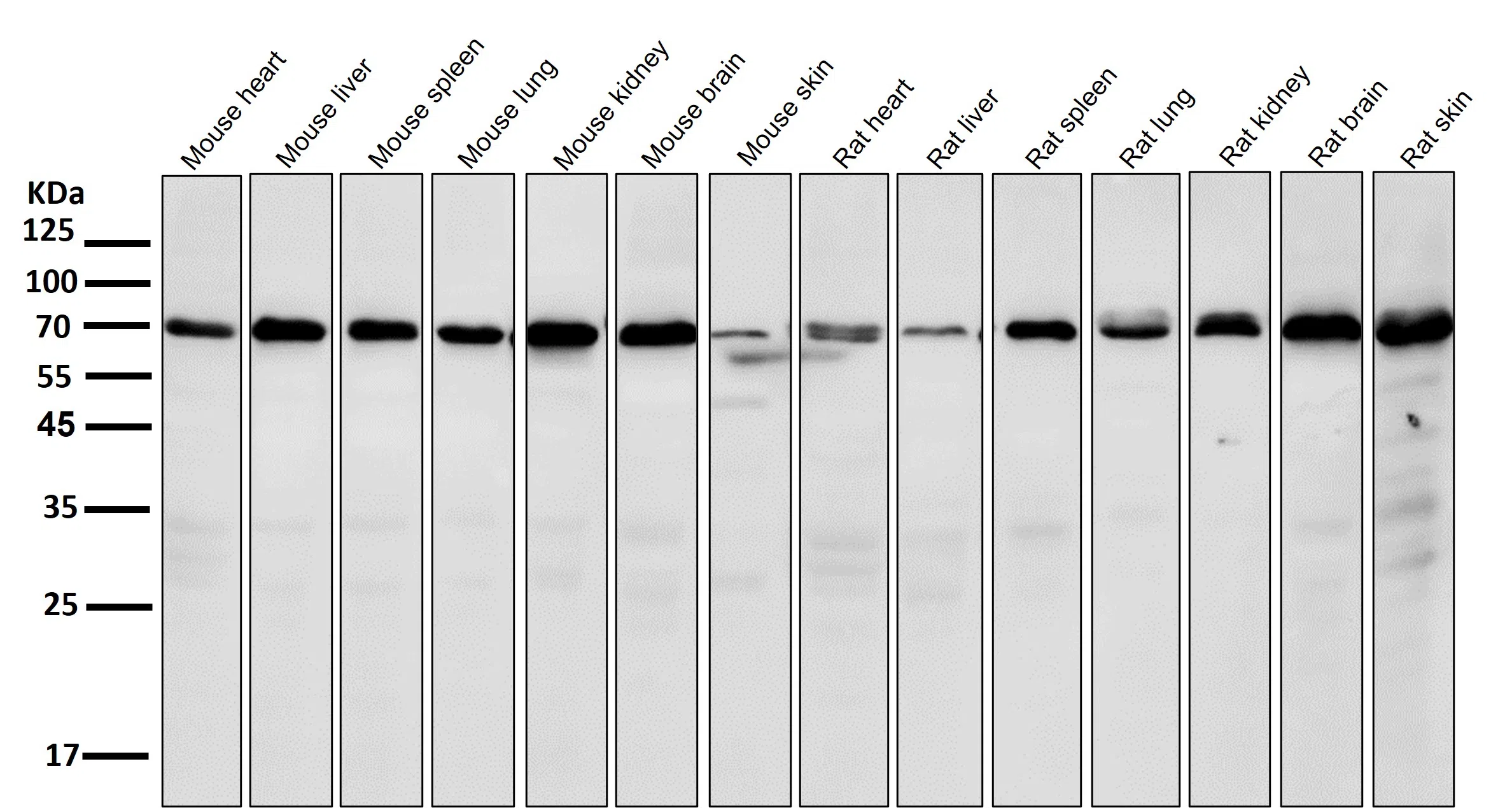 Hsp70 Rabbit Monoclonal Antibody - Size: 50µl