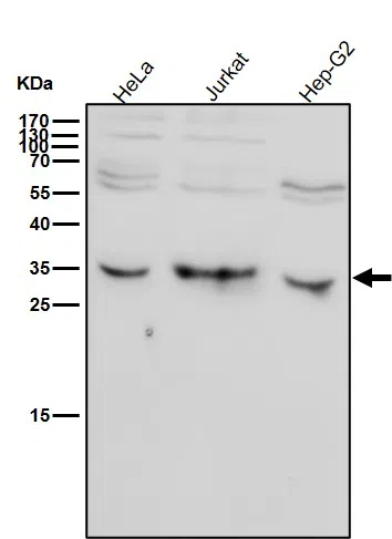 Phospho-HistoneH1.4(T17) Rabbit Monoclonal Antibody - Size: 50µl