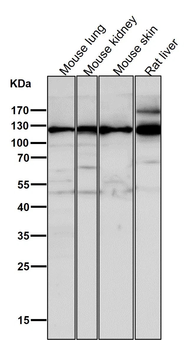 Integrin alpha 6 Rabbit Monoclonal Antibody - Size: 50µl
