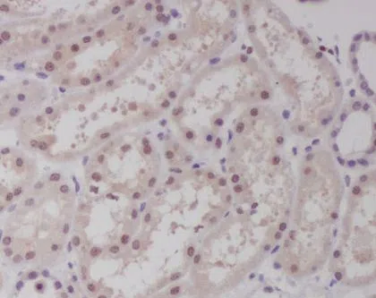 c-Maf Rabbit Monoclonal Antibody - Size: 50µl