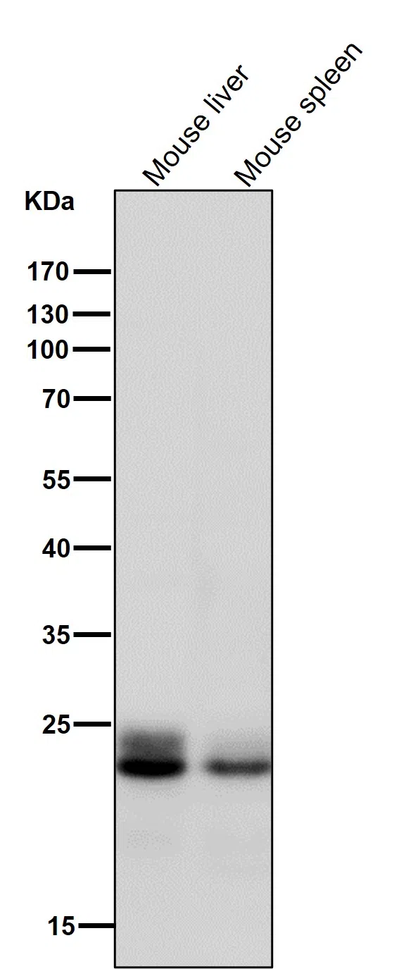 Rab9 Rabbit Monoclonal Antibody - Size: 50µl
