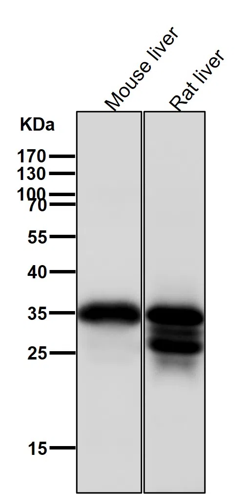 Caspase 7 Rabbit Monoclonal Antibody - Size: 50µl