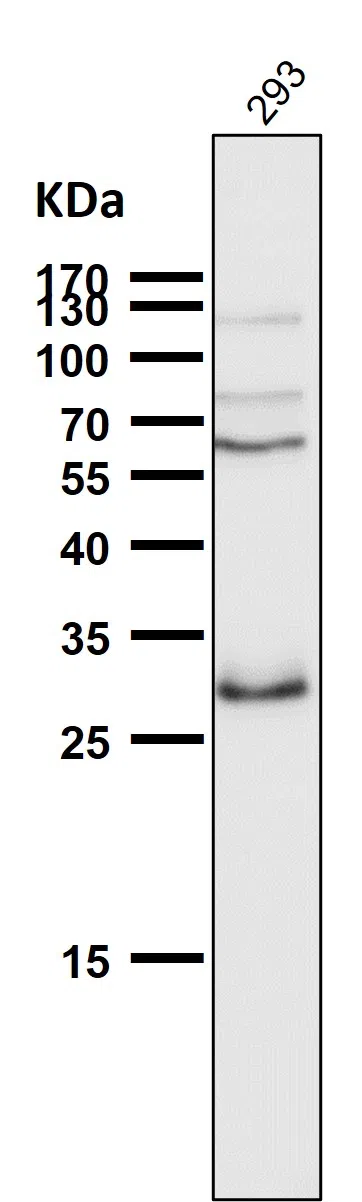 Hes1 Rabbit Monoclonal Antibody - Size: 100µl
