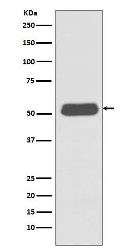 LSP1 Rabbit Monoclonal Antibody - Size: 100µl