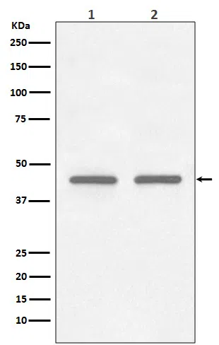 FNTB Rabbit Monoclonal Antibody - Size: 50µl