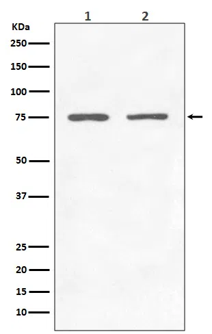 GARS Rabbit Monoclonal Antibody - Size: 50µl