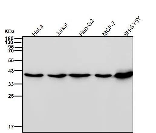 WesternBlot(WB) - hnRNP C1/C2 Rabbit Monoclonal Antibody AMRe83809