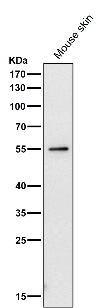 PRP19 Rabbit Monoclonal Antibody - Size: 100µl