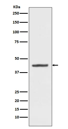 HMBS Rabbit Monoclonal Antibody - Size: 100µl