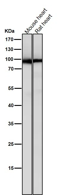 PKC Rabbit Monoclonal Antibody - Size: 50µl