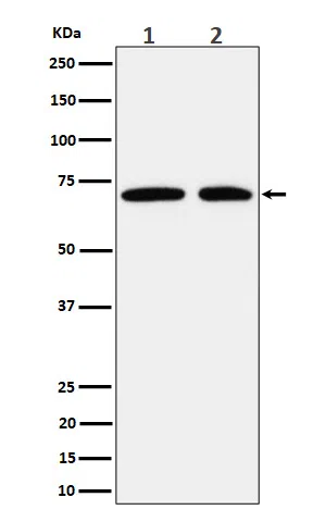 Hsp70 Rabbit Monoclonal Antibody