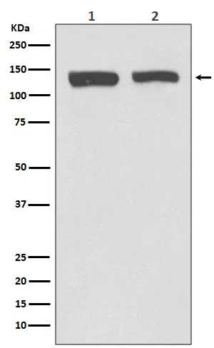 NEDD4-2 Rabbit Monoclonal Antibody - Size: 50µl