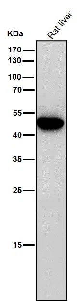Caspase 5 Rabbit Monoclonal Antibody - Size: 50µl