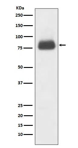CD36 Rabbit Monoclonal Antibody - Size: 100µl