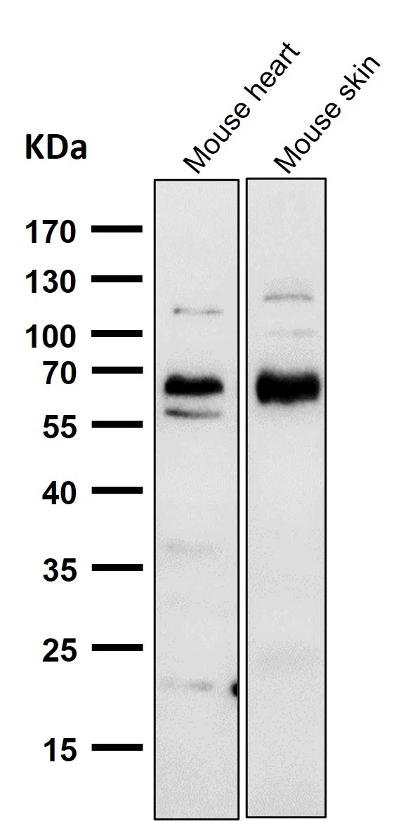 Cdk8 Rabbit Monoclonal Antibody - Size: 50µl