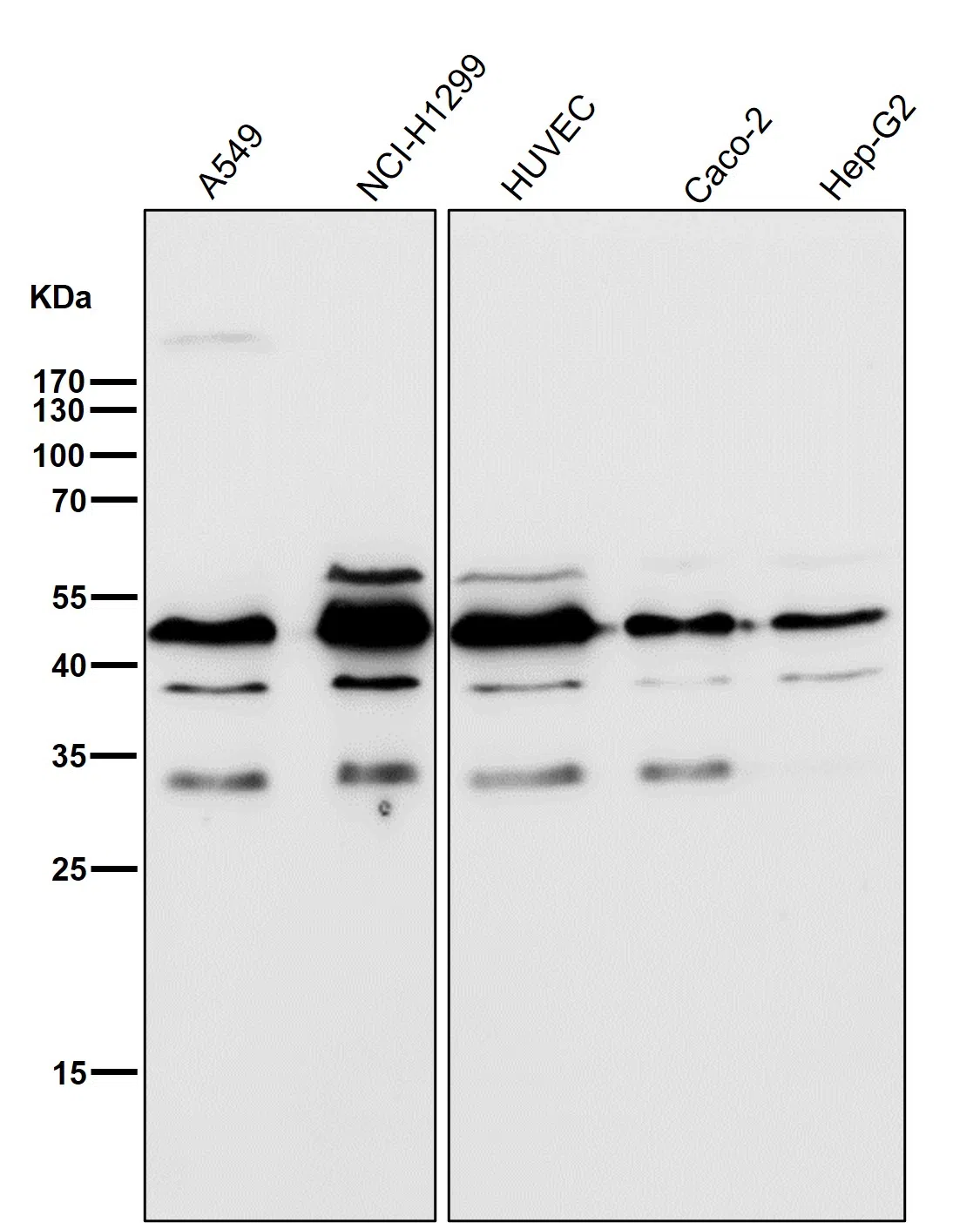 CyclinB2 Rabbit Monoclonal Antibody - Size: 50µl